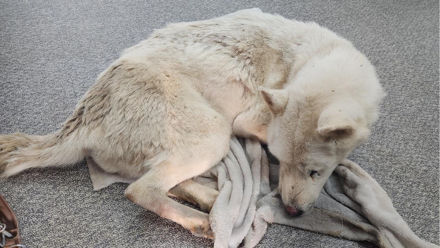 서산시 동물보호센터_444453202401570